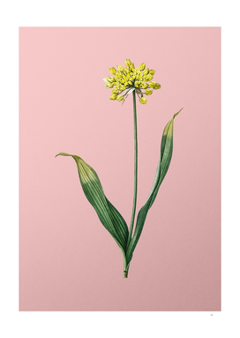 Vintage Golden Garlic Botanical on Pink