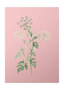 Vintage Hemlock Flowers Botanical on Pink