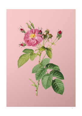 Vintage Harsh Downy Rose Botanical on Pink