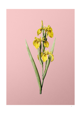 Vintage Irises Botanical on Pink