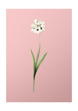 Vintage Ixia Maculata Botanical on Pink