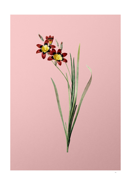 Vintage Ixia Tricolor Botanical on Pink