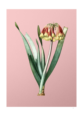 Vintage Knysna Lily Botanical on Pink
