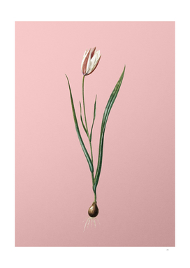 Vintage Lady Tulip Botanical on Pink
