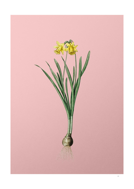 Vintage Lesser Wild Daffodil Botanical on Pink