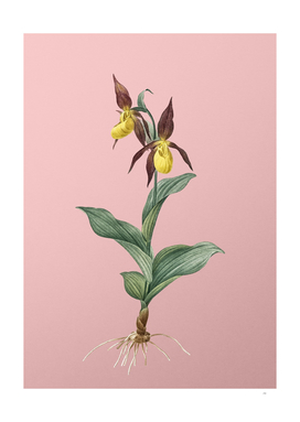 Vintage Lady's Slipper Orchid Botanical on Pink