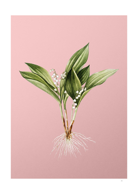 Vintage Lily of the Valley Botanical on Pink