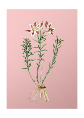 Vintage Lily of the Incas Botanical on Pink