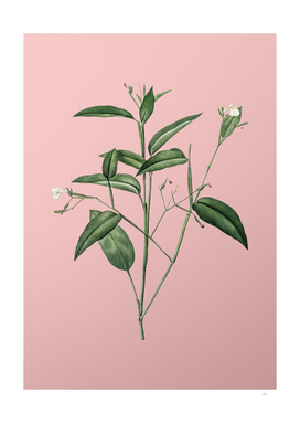 Vintage Maranta Arundinacea Botanical on Pink