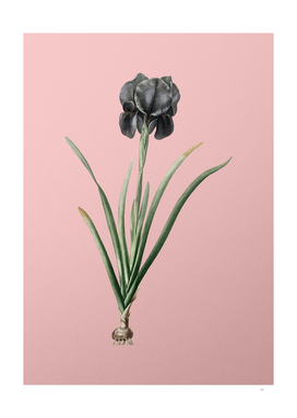 Vintage Mourning Iris Botanical on Pink