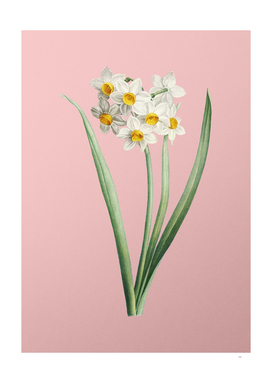 Vintage Narcissus Easter Flower Botanical on Pink