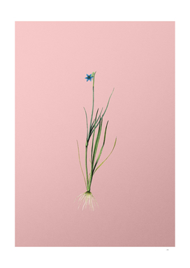 Vintage Narrow-leaf Blue-eyed-grass Botanical on Pink
