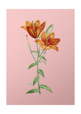 Vintage Orange Bulbous Lily Botanical on Pink