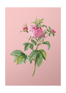 Vintage Pink Agatha Rose Botanical on Pink