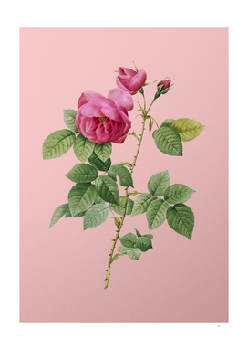 Vintage Pink Bourbon Roses Botanical on Pink
