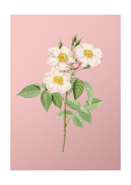 Vintage Rose of Castile Botanical on Pink