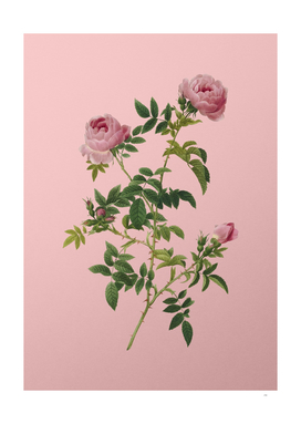 Vintage Rose of the Hedges Botanical on Pink