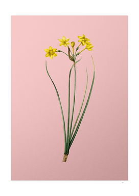 Vintage Rush Daffodil Botanical on Pink