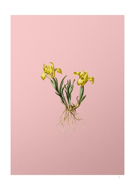 Vintage Sand Iris Botanical on Pink