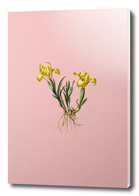 Vintage Sand Iris Botanical on Pink