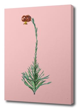 Vintage Scarlet Martagon Lily Botanical on Pink