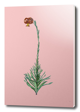Vintage Scarlet Martagon Lily Botanical on Pink