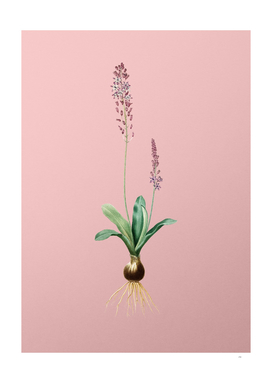 Vintage Scilla Obtusifolia Botanical on Pink