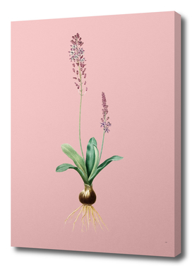 Vintage Scilla Obtusifolia Botanical on Pink