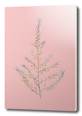Vintage Sea Asparagus Botanical on Pink
