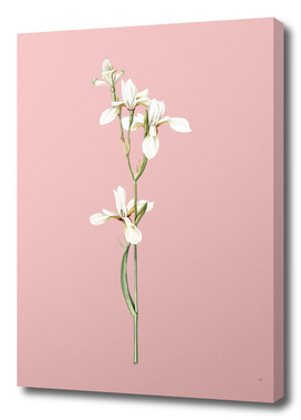 Vintage Siberian Iris Botanical on Pink
