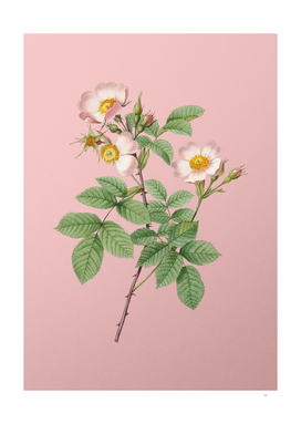 Vintage Short Styled Field Rose Botanical on Pink