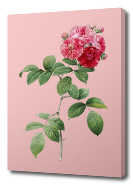 Vintage Seven Sisters Roses Botanical on Pink
