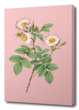 Vintage Short Styled Field Rose Botanical on Pink