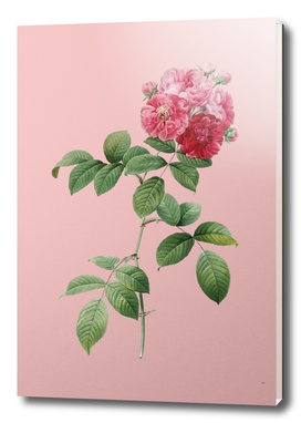 Vintage Seven Sisters Roses Botanical on Pink