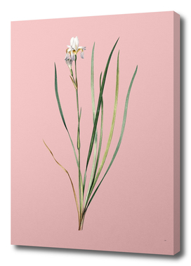 Vintage Siberian Iris Botanical on Pink