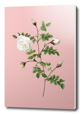 Vintage Silver Flowered Hispid Rose Botanical on Pink
