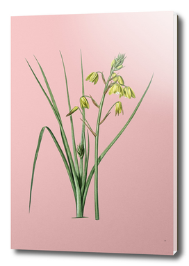 Vintage Slime Lily Botanical on Pink