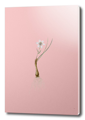 Vintage Snowdon Lily Botanical on Pink