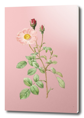 Vintage Sparkling Rose Botanical on Pink