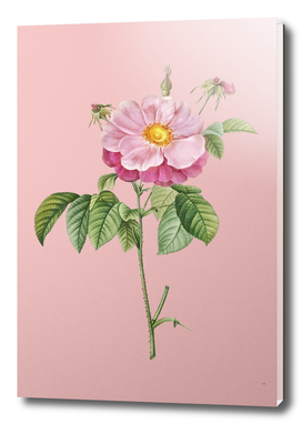 Vintage Speckled Provins Rose Botanical on Pink