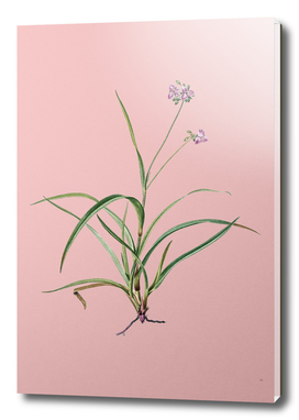 Vintage Spiderwort Botanical on Pink