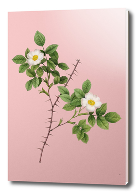 Vintage Spiny Leaved Rose of Dematra Botanical on Pin