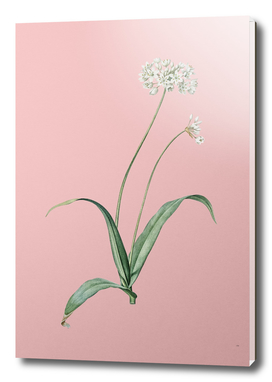 Vintage Spring Garlic Botanical on Pink
