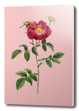 Vintage Stapelia Rose Bloom Botanical on Pink