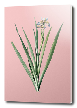 Vintage Stinking Iris Botanical on Pink
