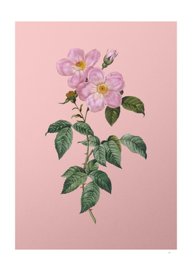 Vintage Tea Scented Roses Bloom Botanical on Pink