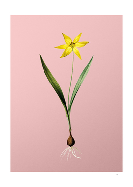 Vintage Tulipa Celsiana Botanical on Pink