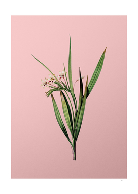 Vintage White Baboon-Root Botanical on Pink