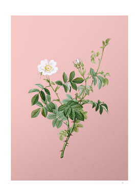 Vintage White Downy Rose Botanical on Pink