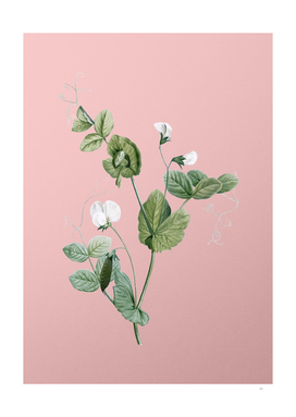 Vintage White Pea Flower Botanical on Pink